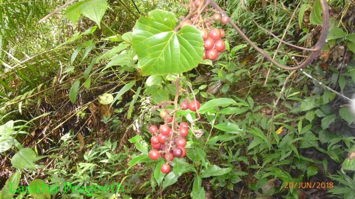 Ampelocissus indica (L.) Planch.